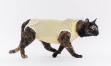 Cat Model_1000_668